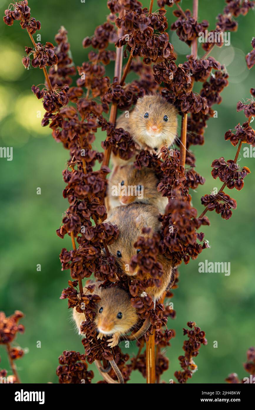 Quatre souris récolteuses grimpant sur des têtes de graines séchées dans un habitat naturel Banque D'Images