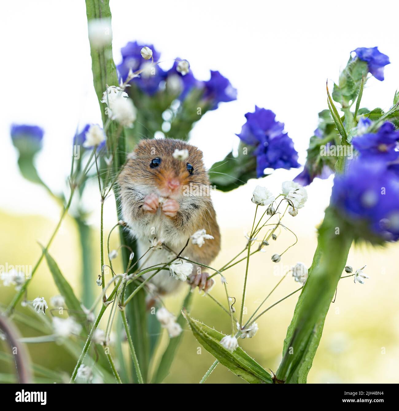 Récoltez la souris parmi les fleurs sauvages bleues et les fleurs blanches dans l'habitat naturel Banque D'Images