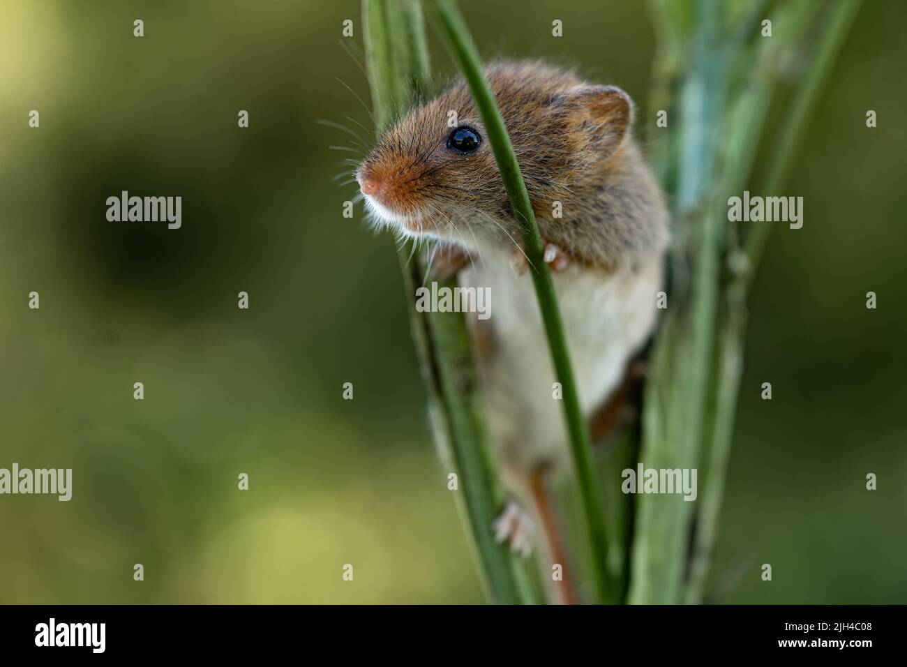 Eurasian Harvest Mouse (Micromys minutus) plantes grimpantes, Royaume-Uni Banque D'Images