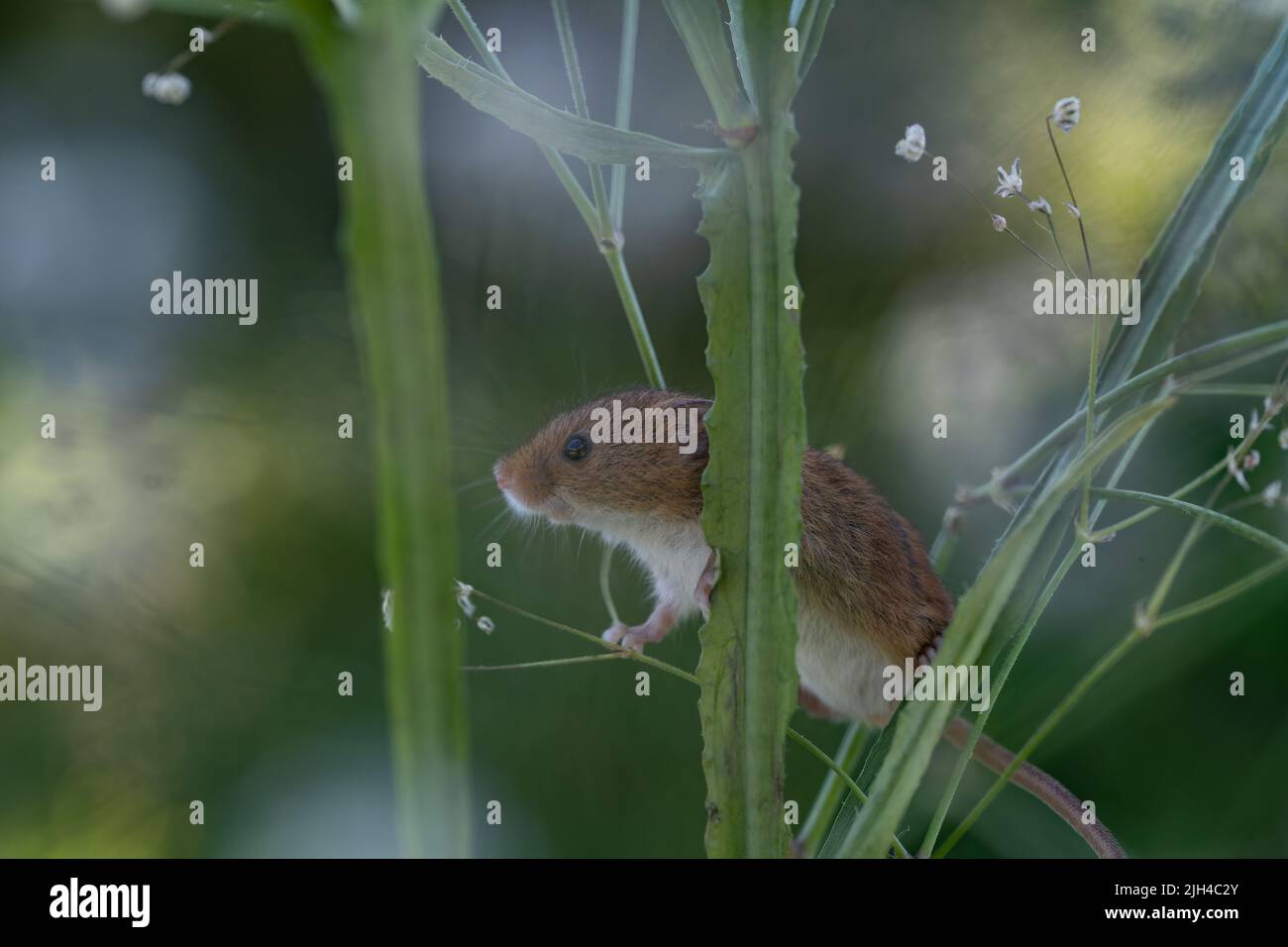 Eurasian Harvest Mouse (Micromys minutus) plantes grimpantes, Royaume-Uni Banque D'Images