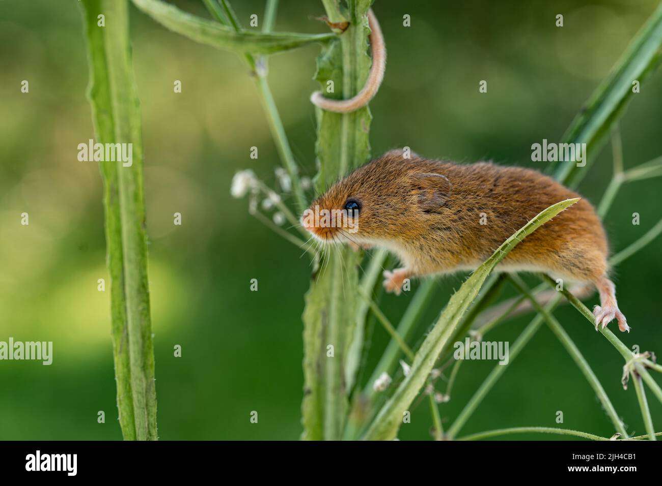 Eurasian Harvest Mouse (Micromys minutus) plantes grimpantes, Royaume-Uni Banque D'Images