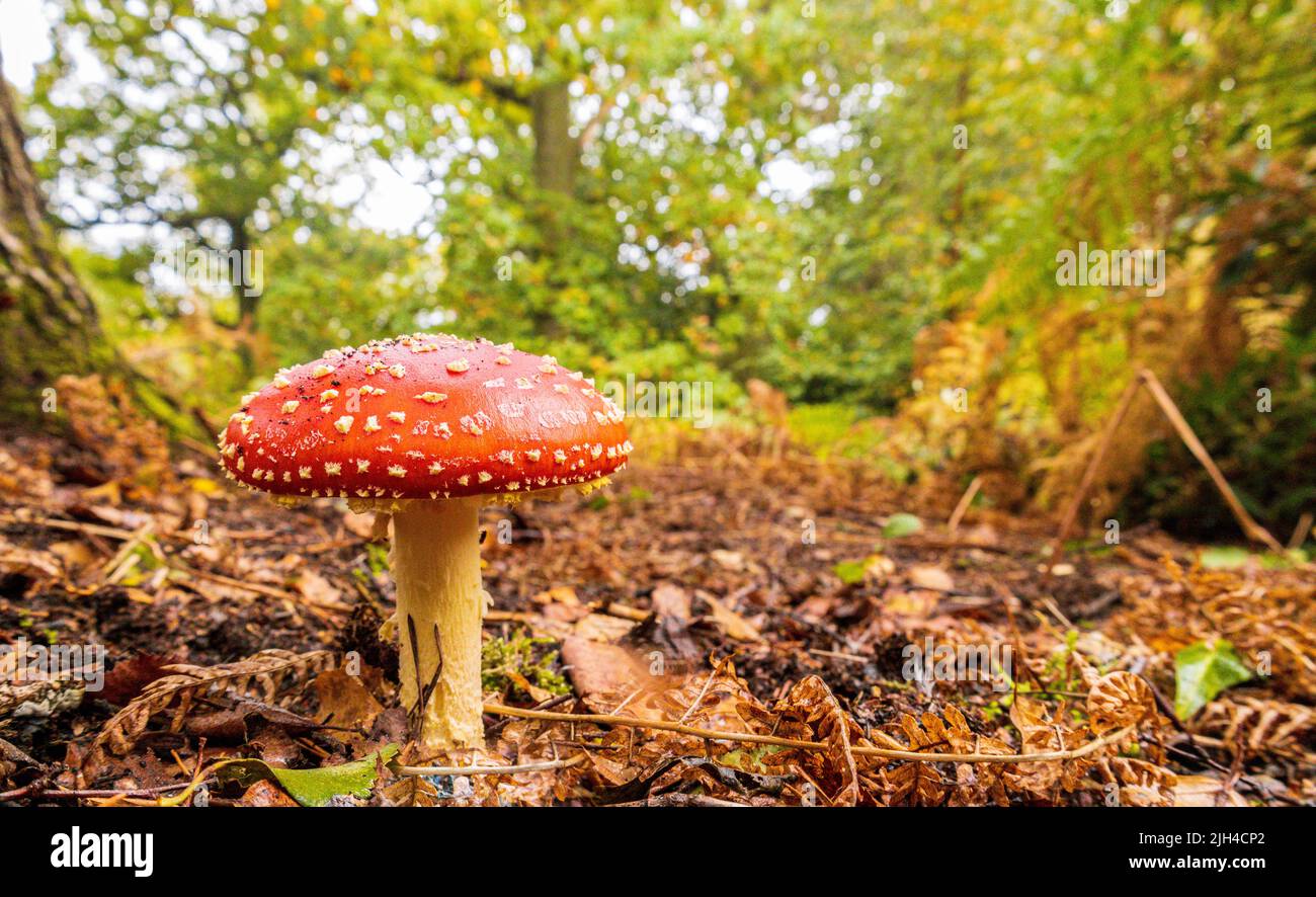 Un champignon sauvage qui pousse dans une forêt dense.Souvent lumineux et beau mais mortel pour les animaux et les humains qui peuvent les toucher ou les manger. Banque D'Images