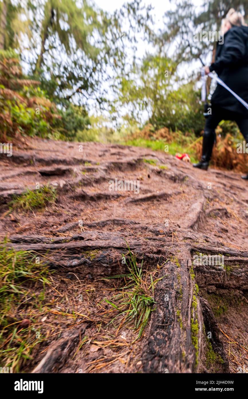 Une belle vue le long d'un chemin ou d'une route dans une forêt dense, au coeur de l'Angleterre, au Royaume-Uni.La forêt magnifiquement préservée et bien entretenu. Banque D'Images