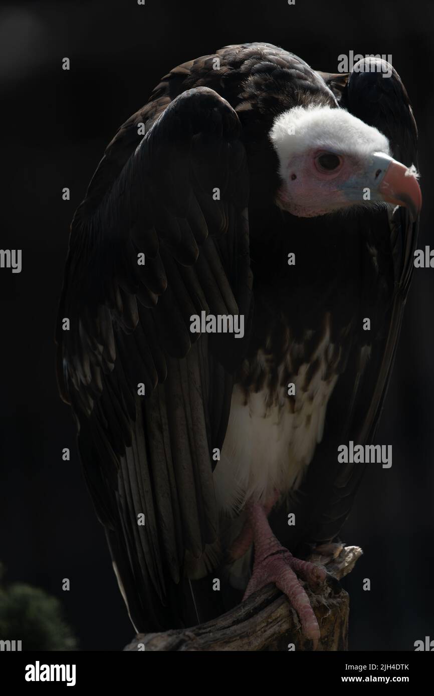 Vautours à tête blanche perché sur la branche avec des plumes et un bec distinctifs Banque D'Images