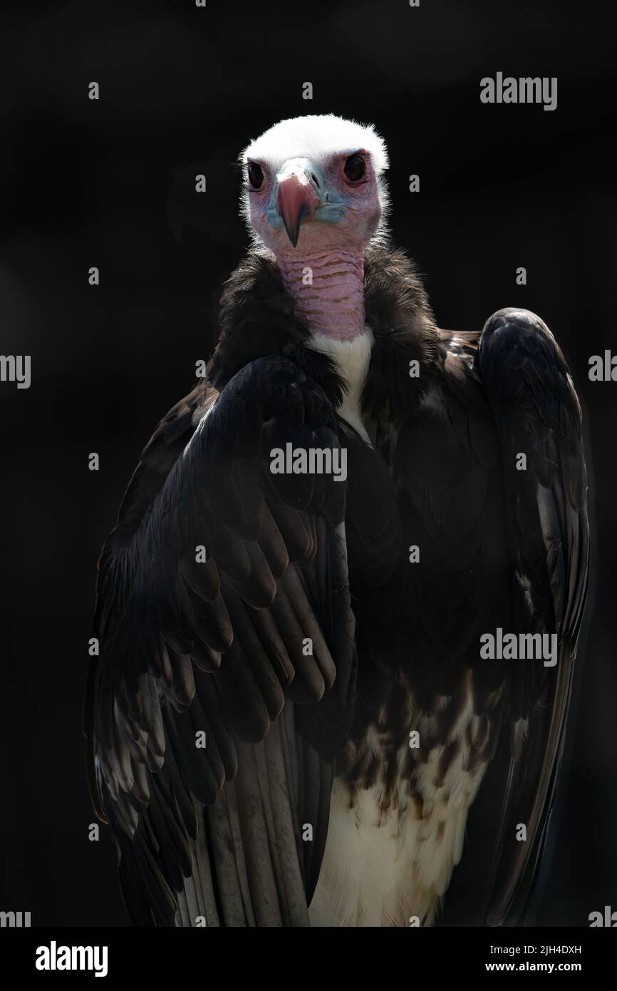 Portrait de vautour à tête blanche avec cou rose distinctif et regard perçant sur fond noir Banque D'Images