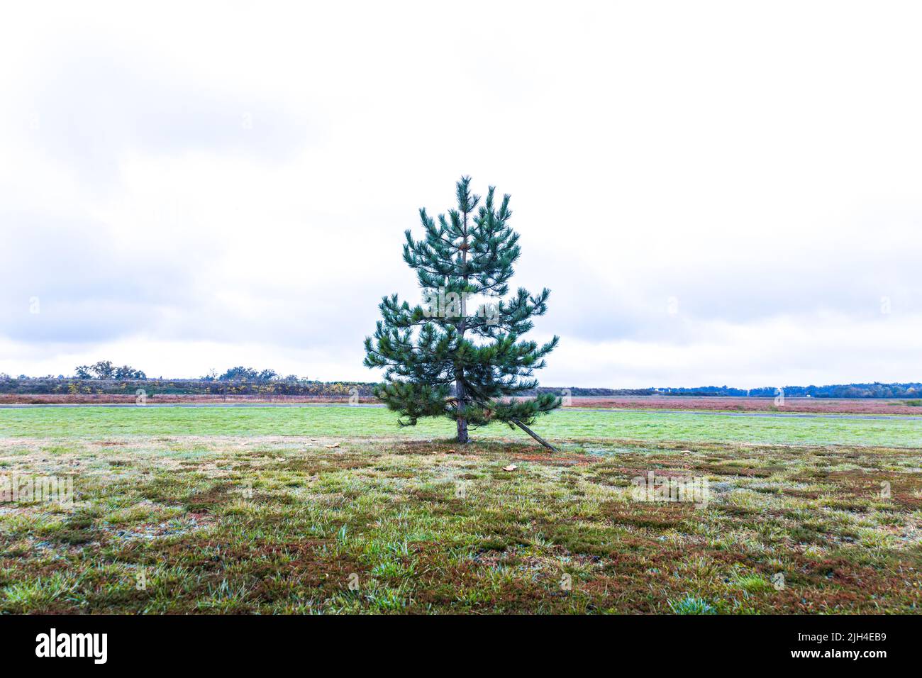 Un seul arbre de Noël se trouve dans un sol ouvert sans rien d'autre qui grandit immédiatement ou est placé à côté d'elle.Pris un matin froid. Banque D'Images