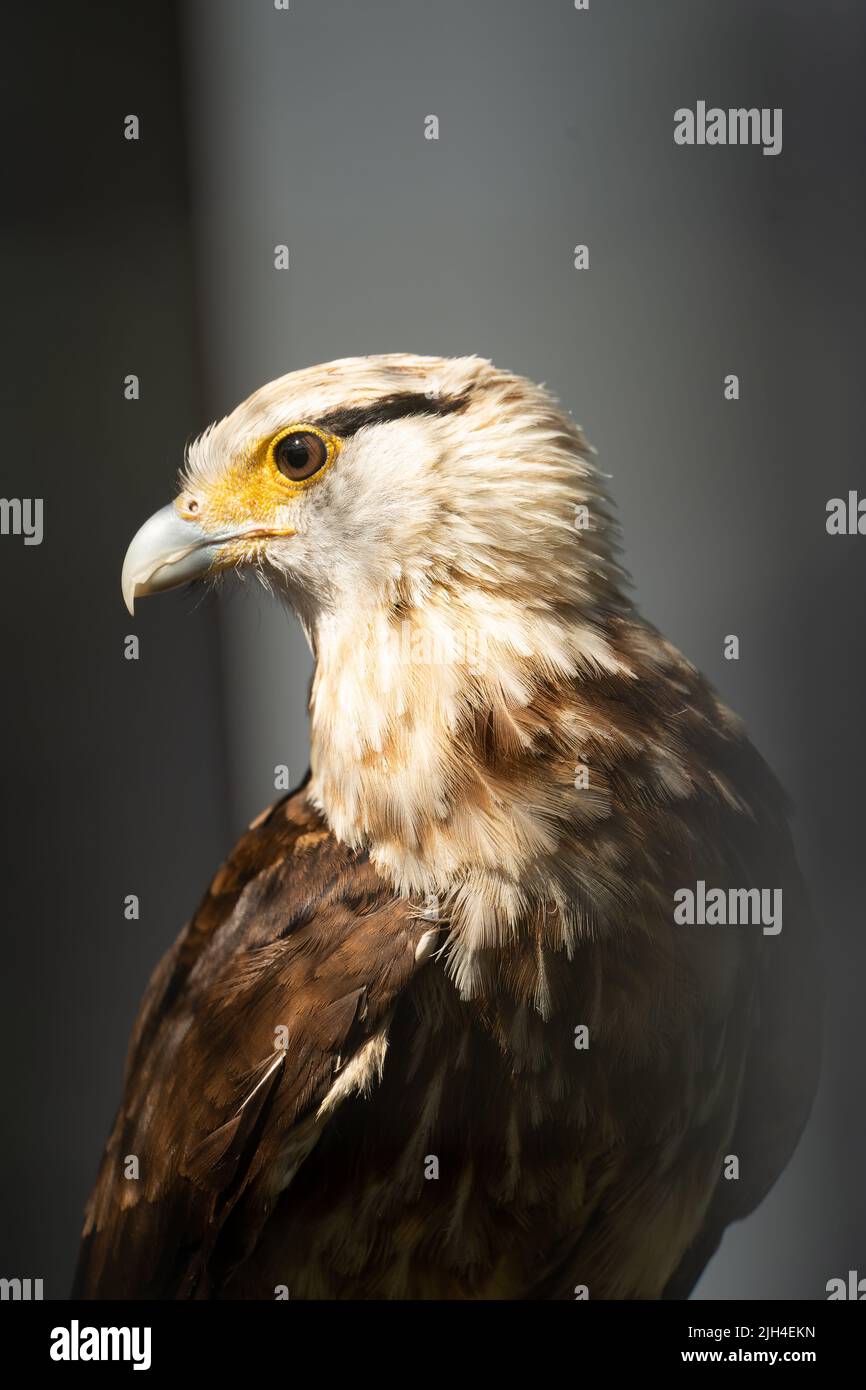 Portrait en gros plan d'un oiseau de proie avec des yeux dorés saisissants et un plumage détaillé de plumes Banque D'Images