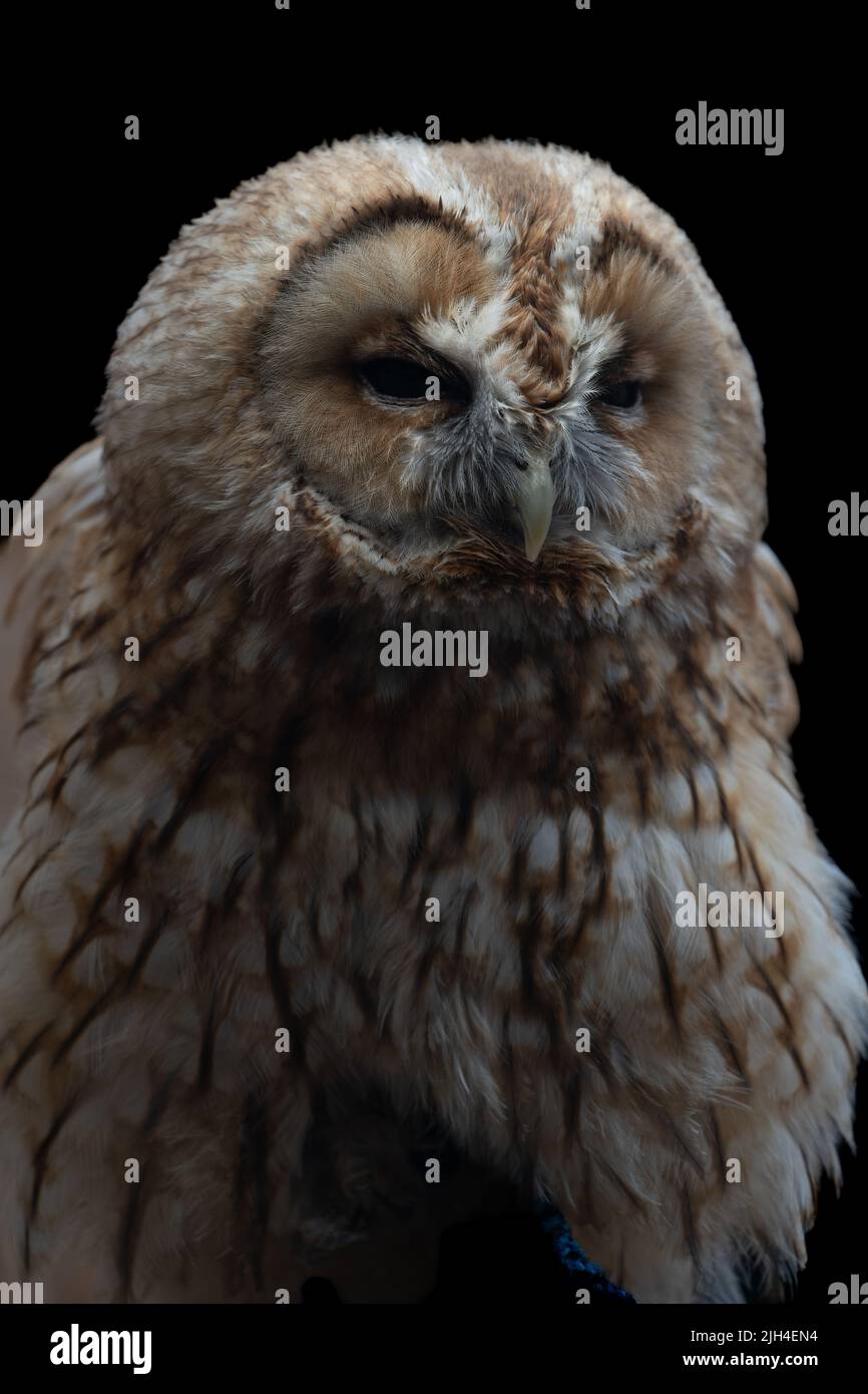 Portrait en gros plan d'un hibou fauve avec des plumes brunes sur fond noir Banque D'Images