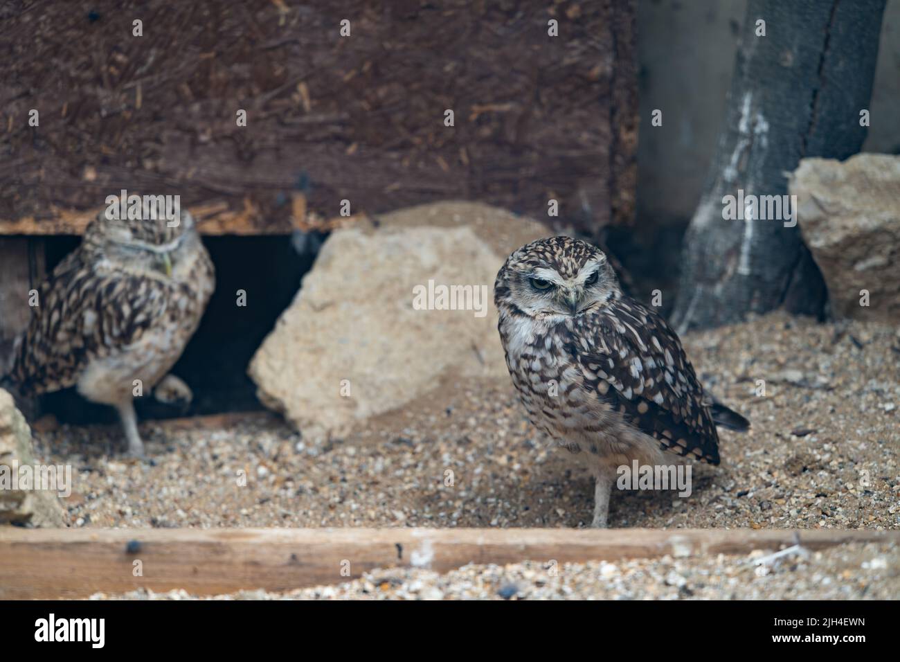 Deux petits hiboux debout sur terre dans un habitat naturel dans le Dorset Banque D'Images