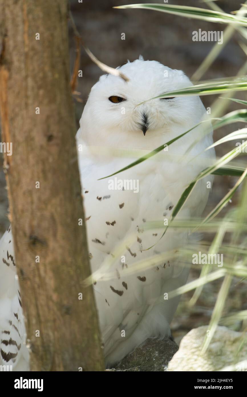 Hibou des neiges perché parmi l'herbe et la végétation dans l'habitat naturel Banque D'Images