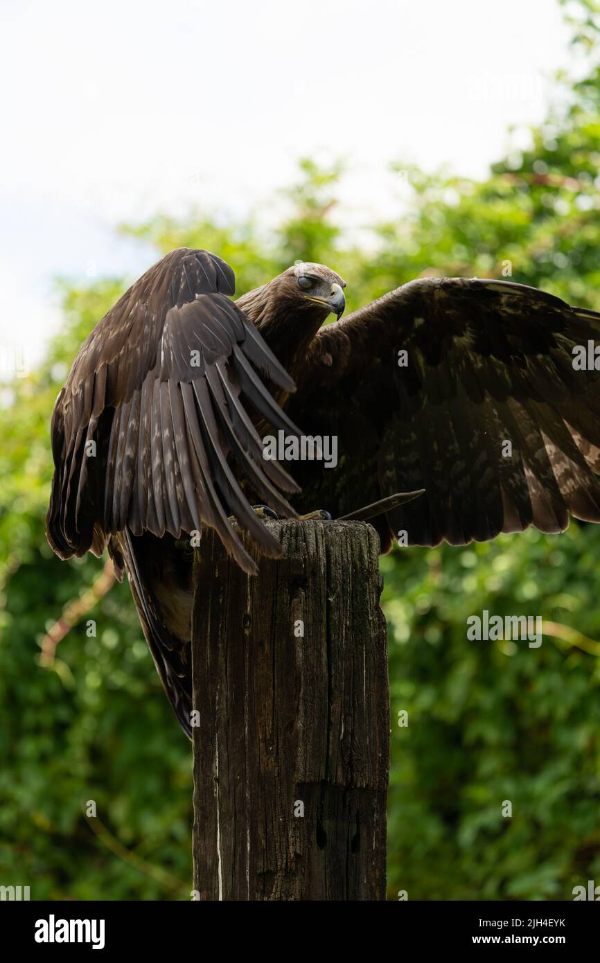 Aigle doré aux ailes déployées perchées sur un poteau en bois dans la campagne du Dorset Banque D'Images