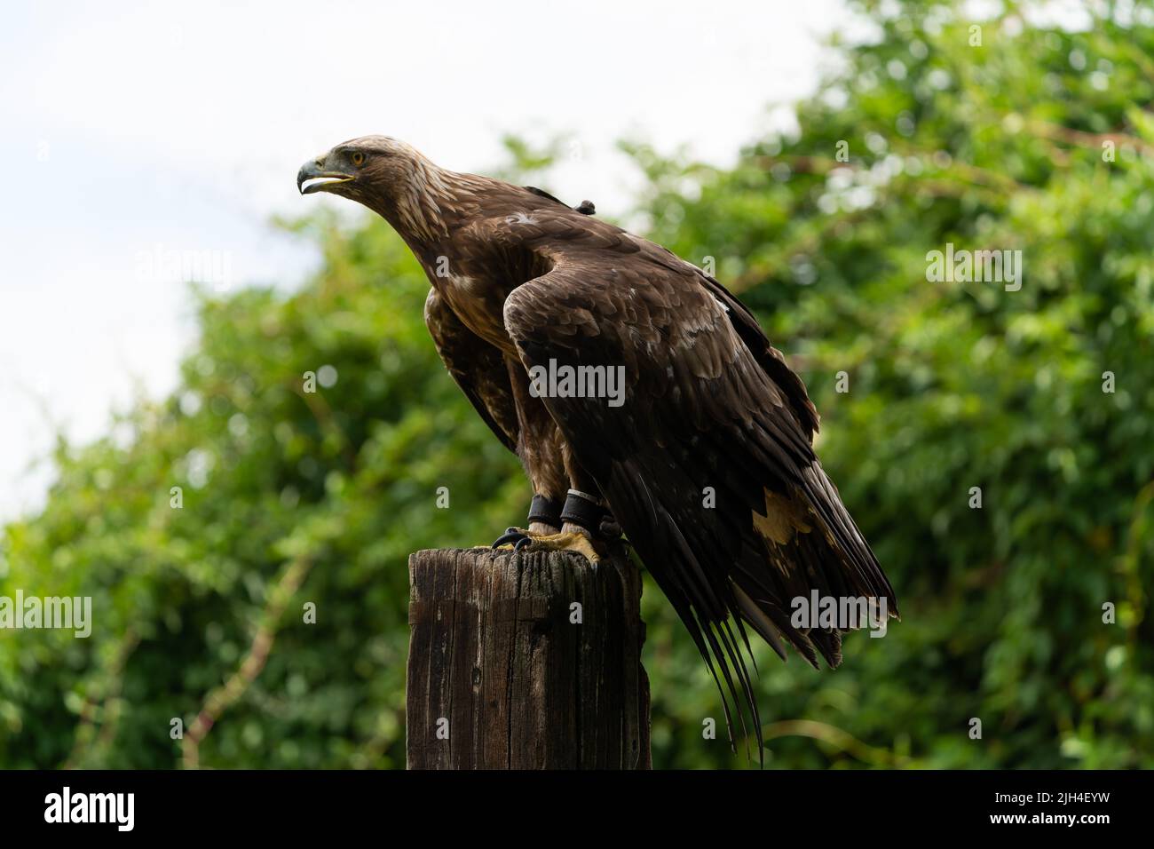 Aigle doré perché sur un poteau en bois dans un cadre naturel de campagne Banque D'Images