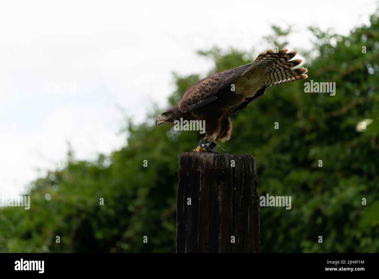 Buzzard se prépare à prendre le vol d'un poteau de clôture en bois dans la campagne du Dorset Banque D'Images