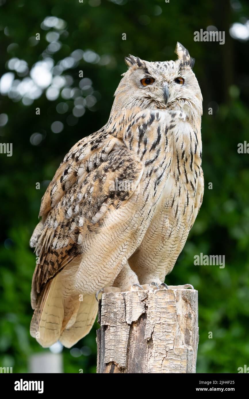 Aigle-hibou eurasien perché sur poteau en bois avec fond de feuillage vert Banque D'Images