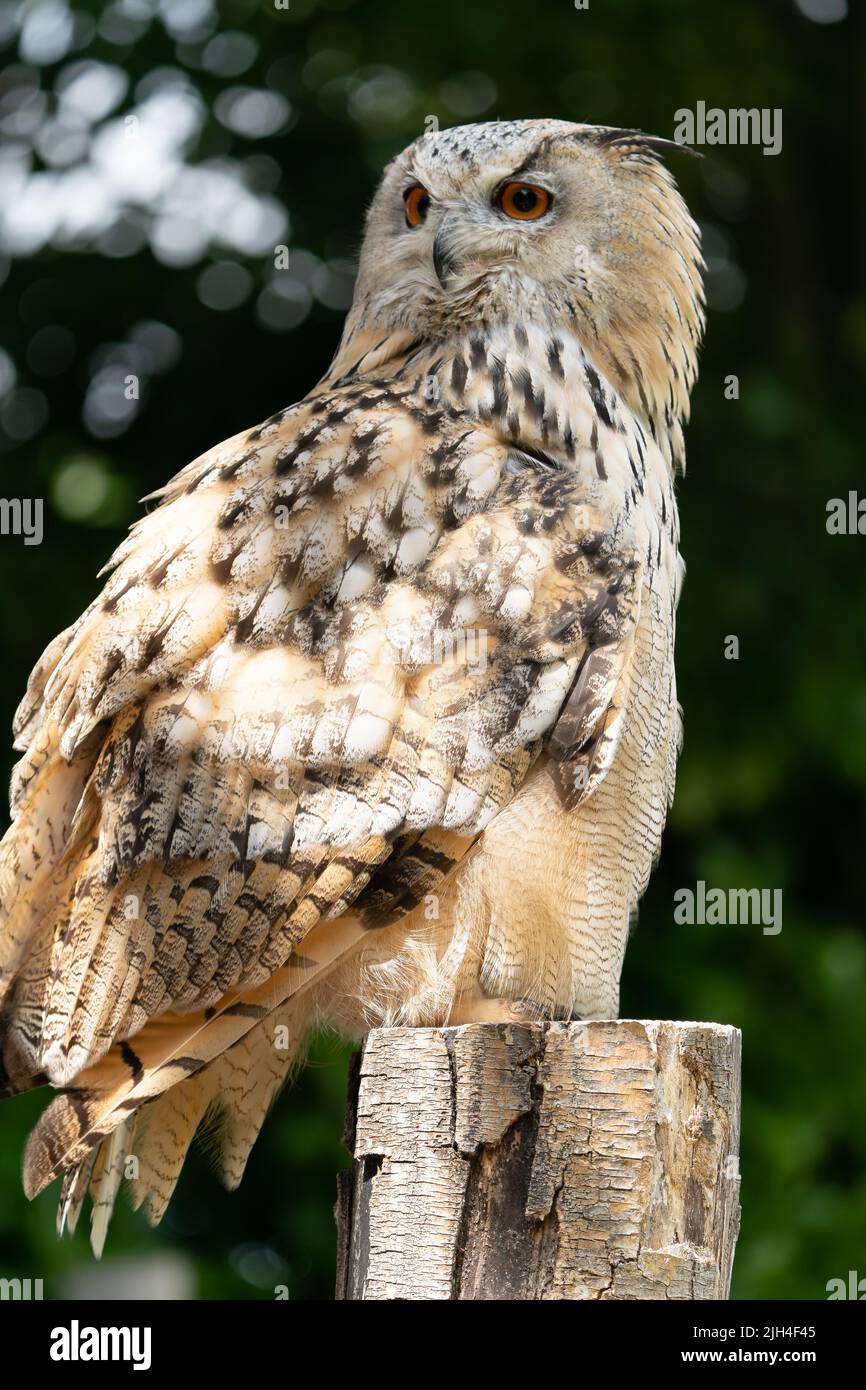 Majestueux hibou aigle perché sur un poteau en bois avec des yeux orange frappants et un plumage détaillé Banque D'Images