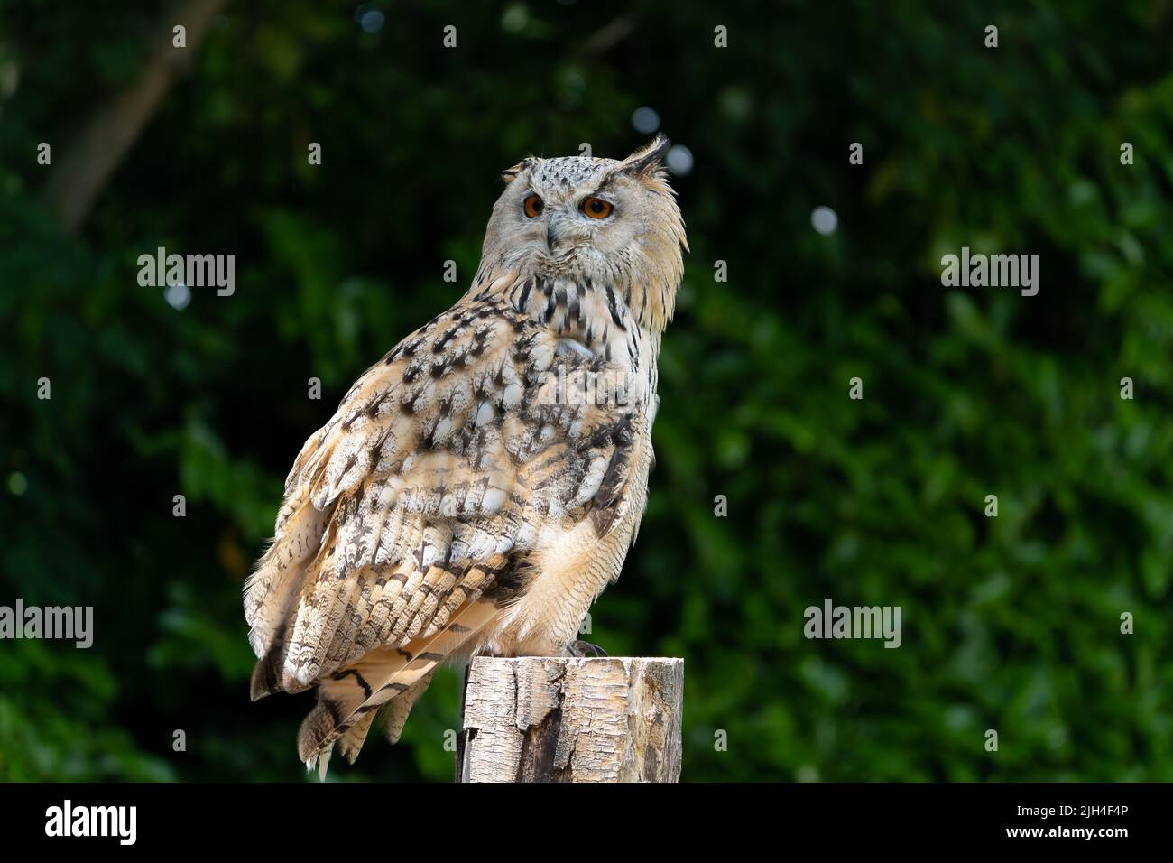 Hibou aigle eurasien perché sur un poteau en bois sur fond de feuillage vert dans le Dorset Banque D'Images