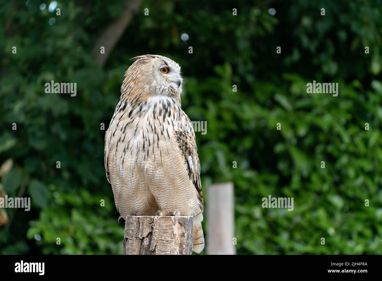 Hibou aigle perché sur poteau en bois avec fond de feuillage vert dans la campagne du Dorset Banque D'Images