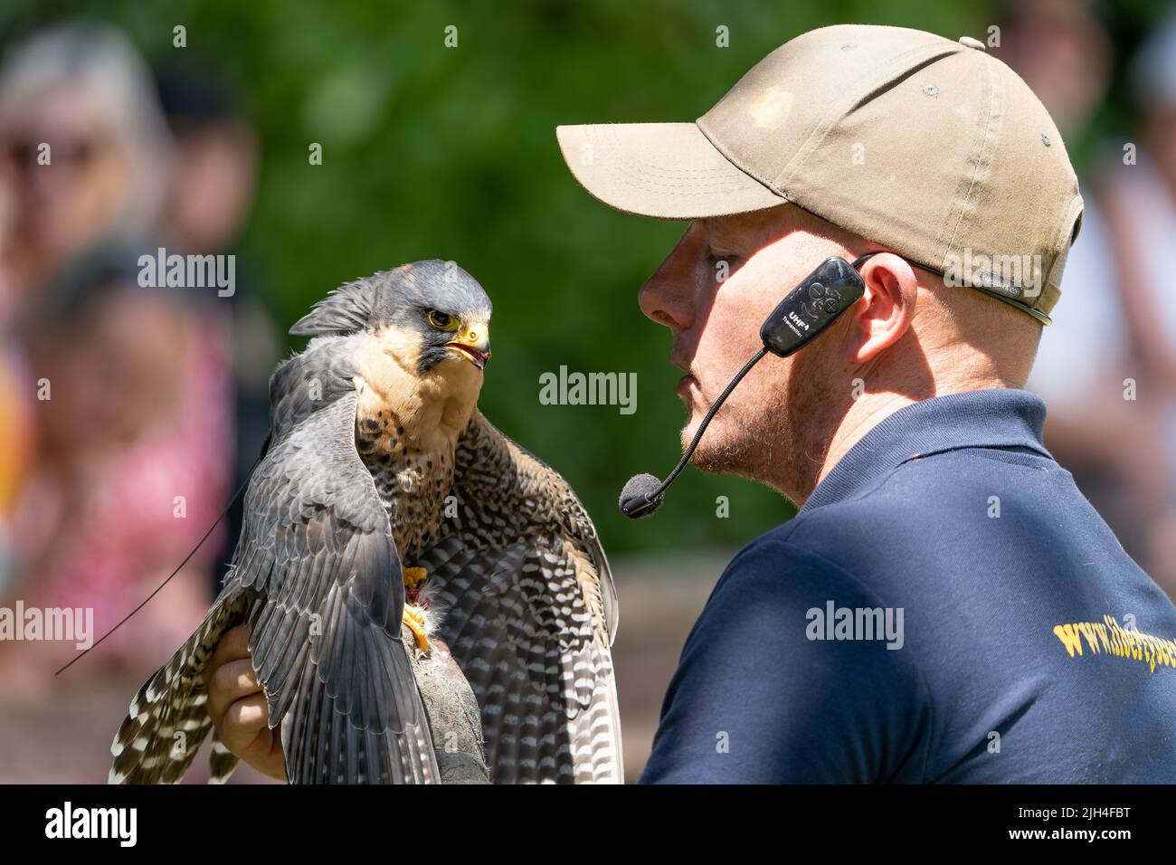 Fauconne avec oiseau de proie à la campagne de démonstration dans le Dorset Banque D'Images