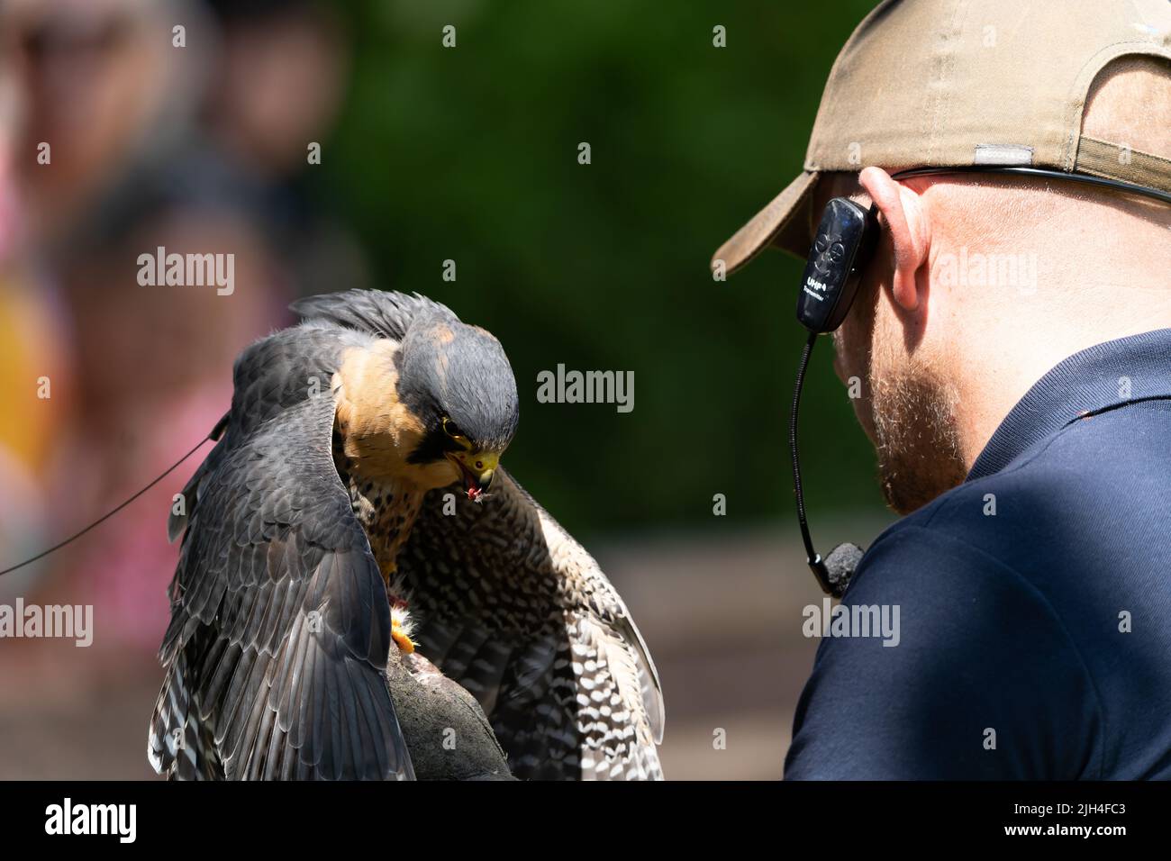 Fauconne avec faucon pèlerin lors d'une démonstration d'oiseau de proie dans le Dorset Banque D'Images