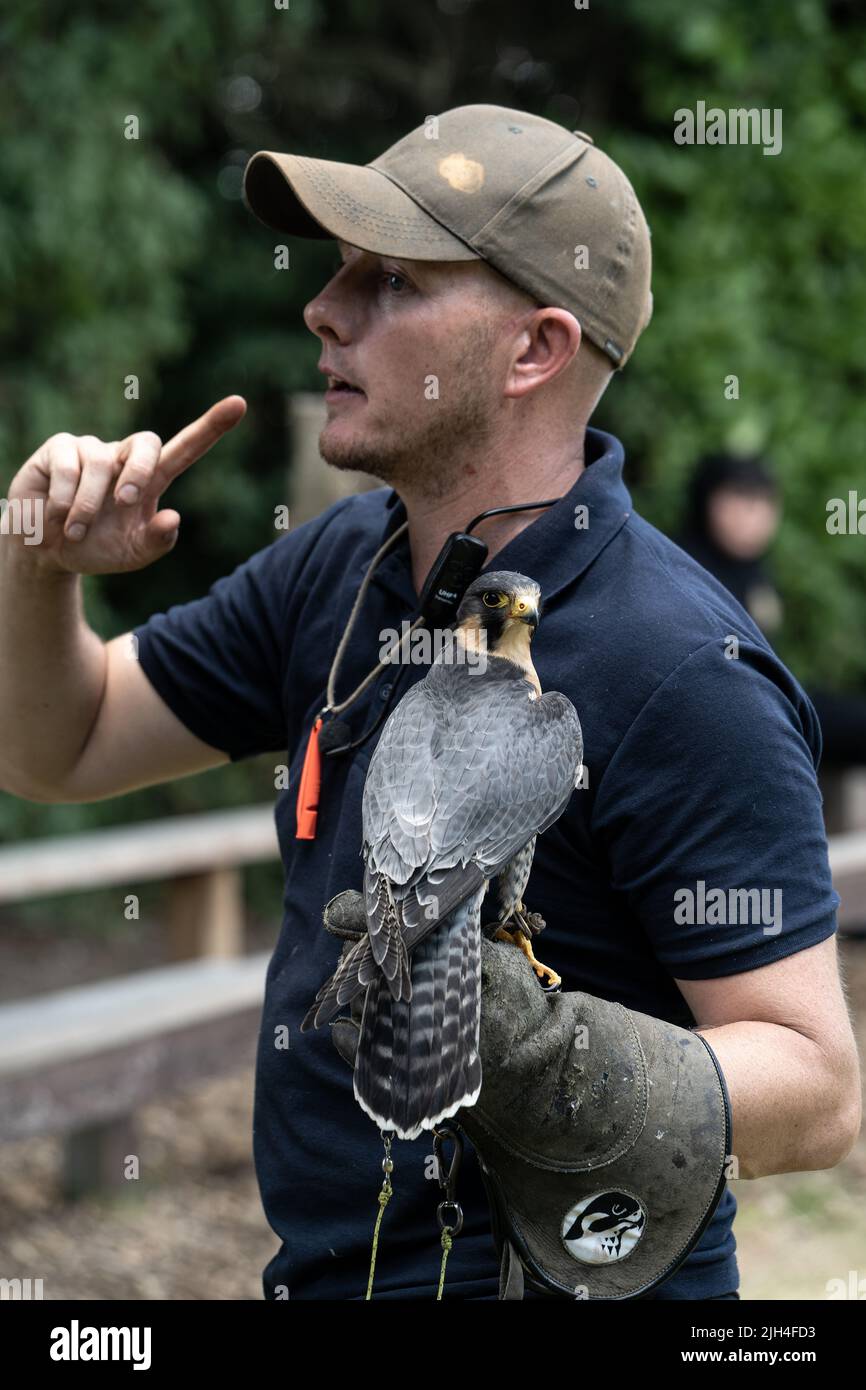 Fauconne avec faucon pèlerin lors d'une démonstration d'oiseau de proie dans le Dorset Banque D'Images