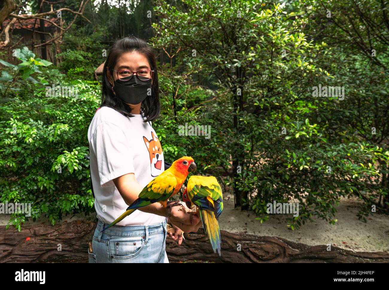 Portrait d'une femme asiatique d'âge moyen dans un zoo, tenant de mignons oiseaux de soleil conure, portant un masque de couleur noire, arrière-plan flou de l'arbre, espace pour Banque D'Images