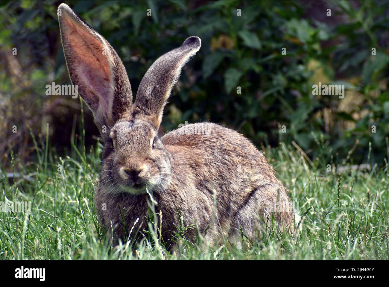 Gros plan d'un long lapin élevé assis sur l'herbe Banque D'Images