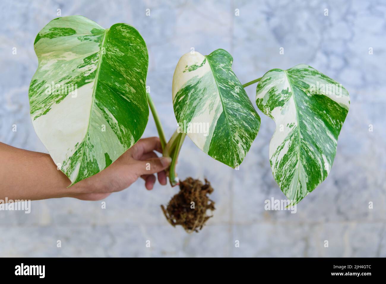 Racine de la pépinière de Monstera Borsigiana Albo Variegated avant de couper pour la plante Banque D'Images