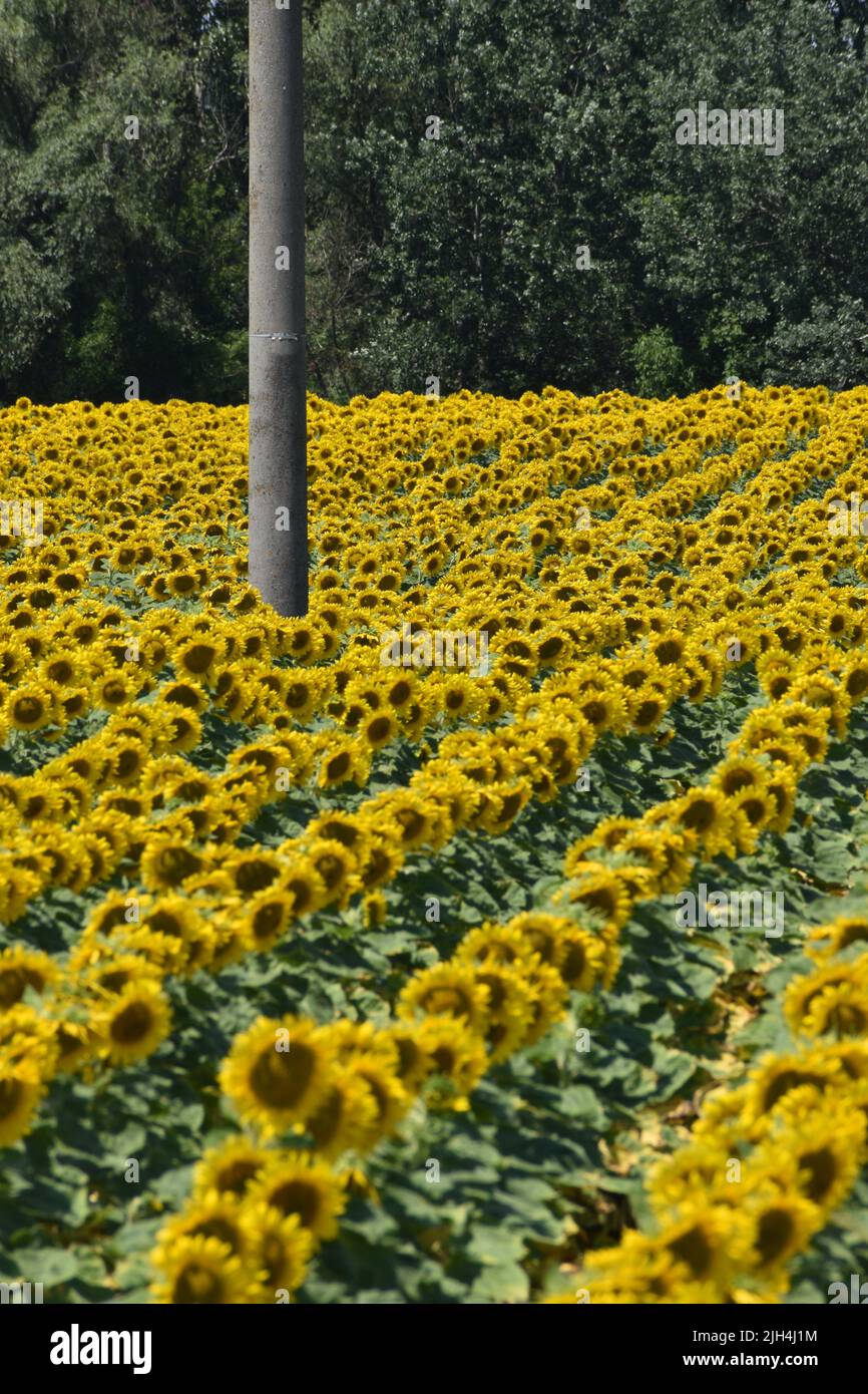 Champ de tournesol avec poteau et arbres en arrière-plan Banque D'Images