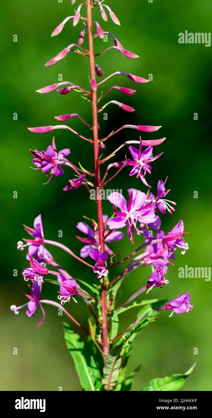 Rosebay Willowherb flower Banque D'Images