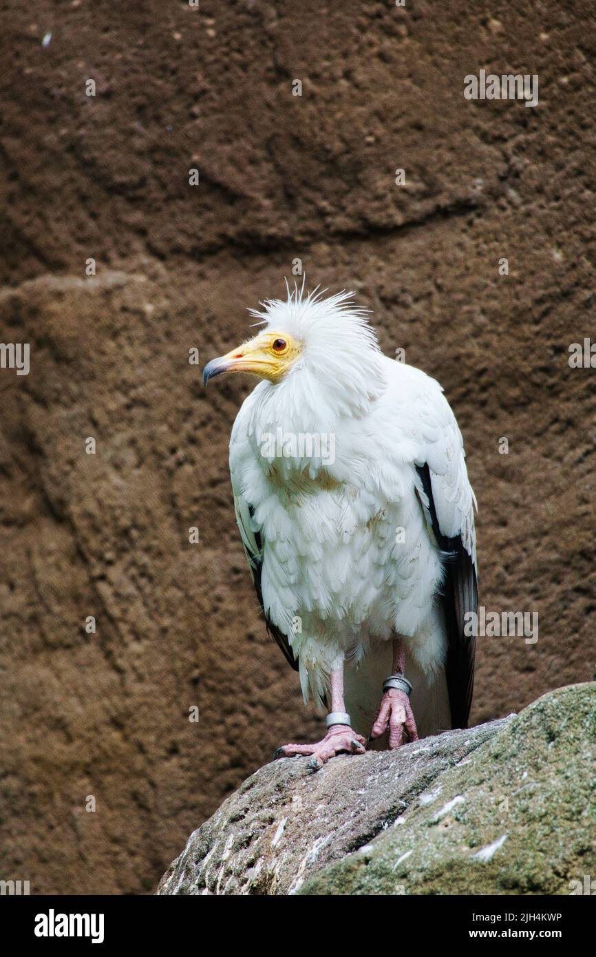 Portrait de vulve de saleté. Coiffure sauvage. Oiseau vautour assis sur un rocher. Oiseau de proie d'Afrique. Photo d'animal de la nature Banque D'Images