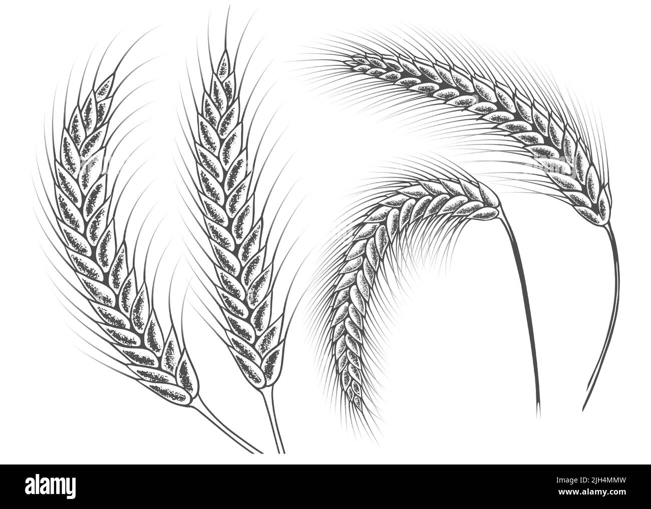 ears of froment set sketch vector eps 10 Illustration de Vecteur