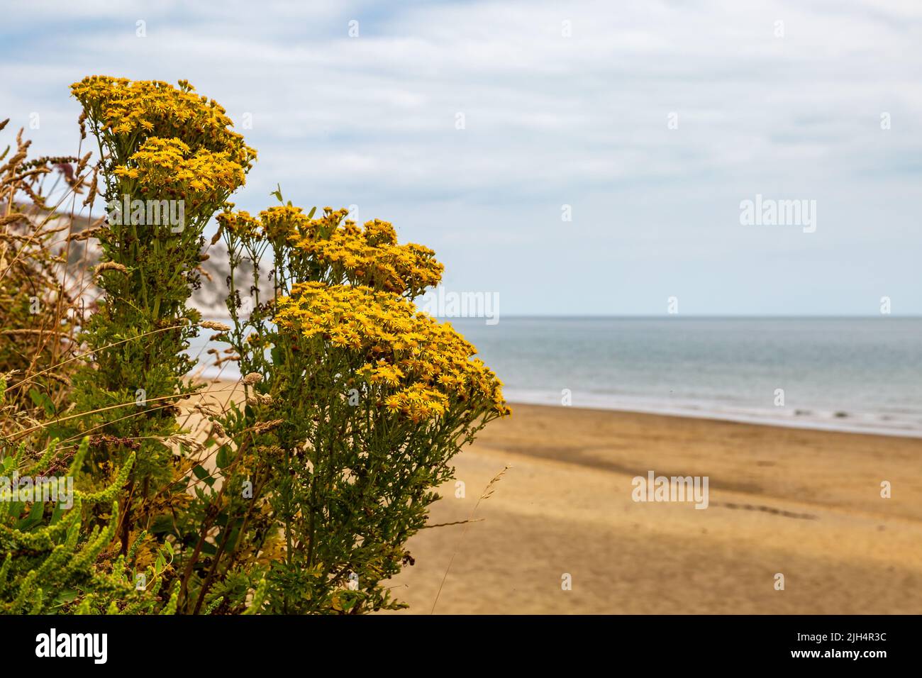 Le ragwort fleurit à la plage de Yaverland, sur l'île de Wight, avec une faible profondeur de champ Banque D'Images