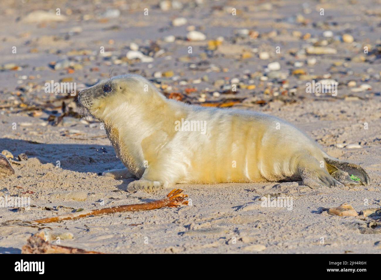 Phoque gris (Halichoerus grypus), phoque pup sur la plage, vue latérale, Allemagne, Schleswig-Holstein, Heligoland Banque D'Images