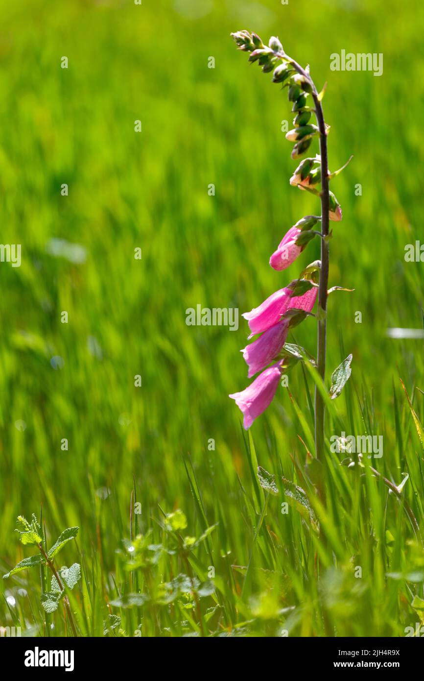 Fuxgant commun, fuxgant violet (Digitalis purpurea), inflorescence, Allemagne, Rhénanie-du-Nord-Westphalie, pays aigre Banque D'Images