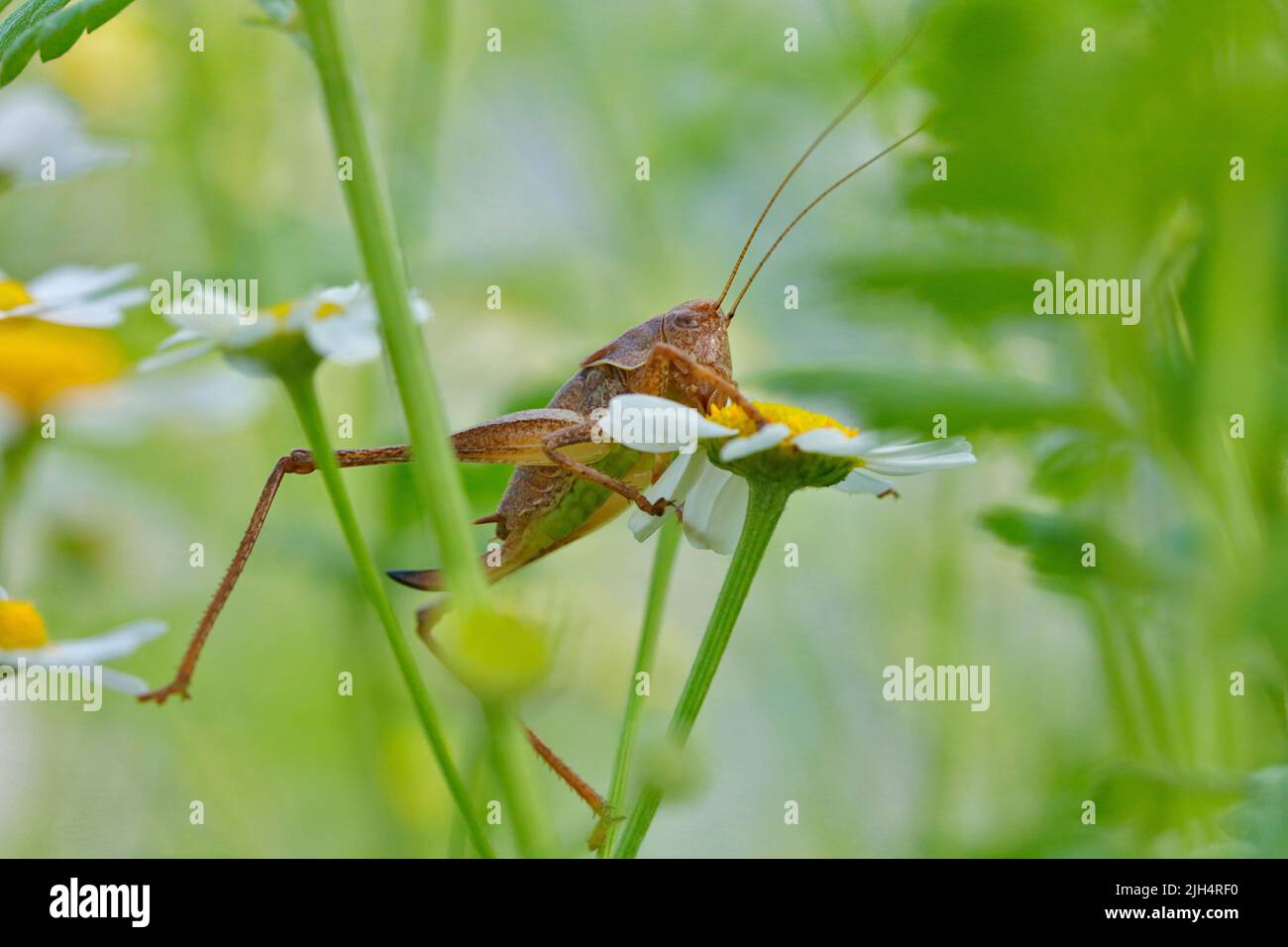 Le cricket foncé (Pholidoptera griseoaptera, Thamnotrizon cinereus) monte sur une fleur, Allemagne, Rhénanie-du-Nord-Westphalie Banque D'Images