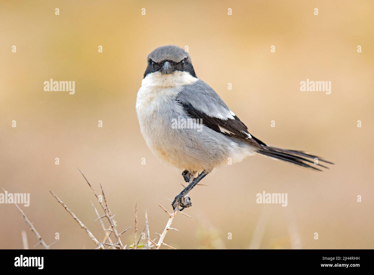 Shrike gris désert des îles Canaries (Lanius excubitor koenigi , Lanius koenigi), homme perché sur une branche, contact visuel, îles Canaries, Fuerteventura Banque D'Images