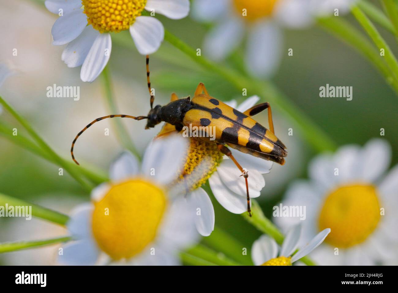Longhorn tacheté, Béton jaune-noir (Strangalia maculata, Stenurella maculata, Leptura maculata, Rutpela maculata), marche sur les fleurs, Banque D'Images