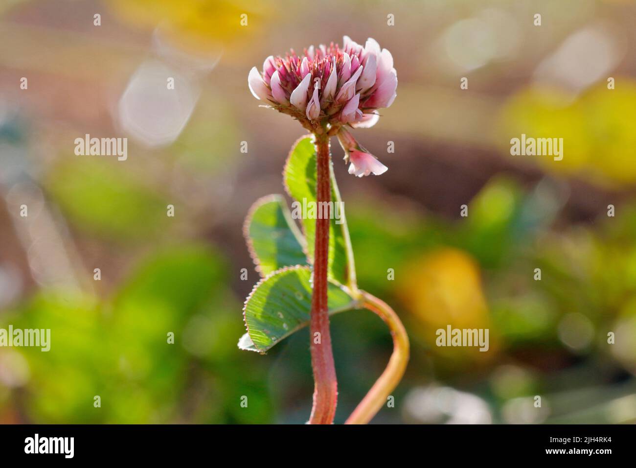 Trèfle blanc (Trifolium repens), inflorescence unique, Allemagne, Rhénanie-du-Nord-Westphalie Banque D'Images