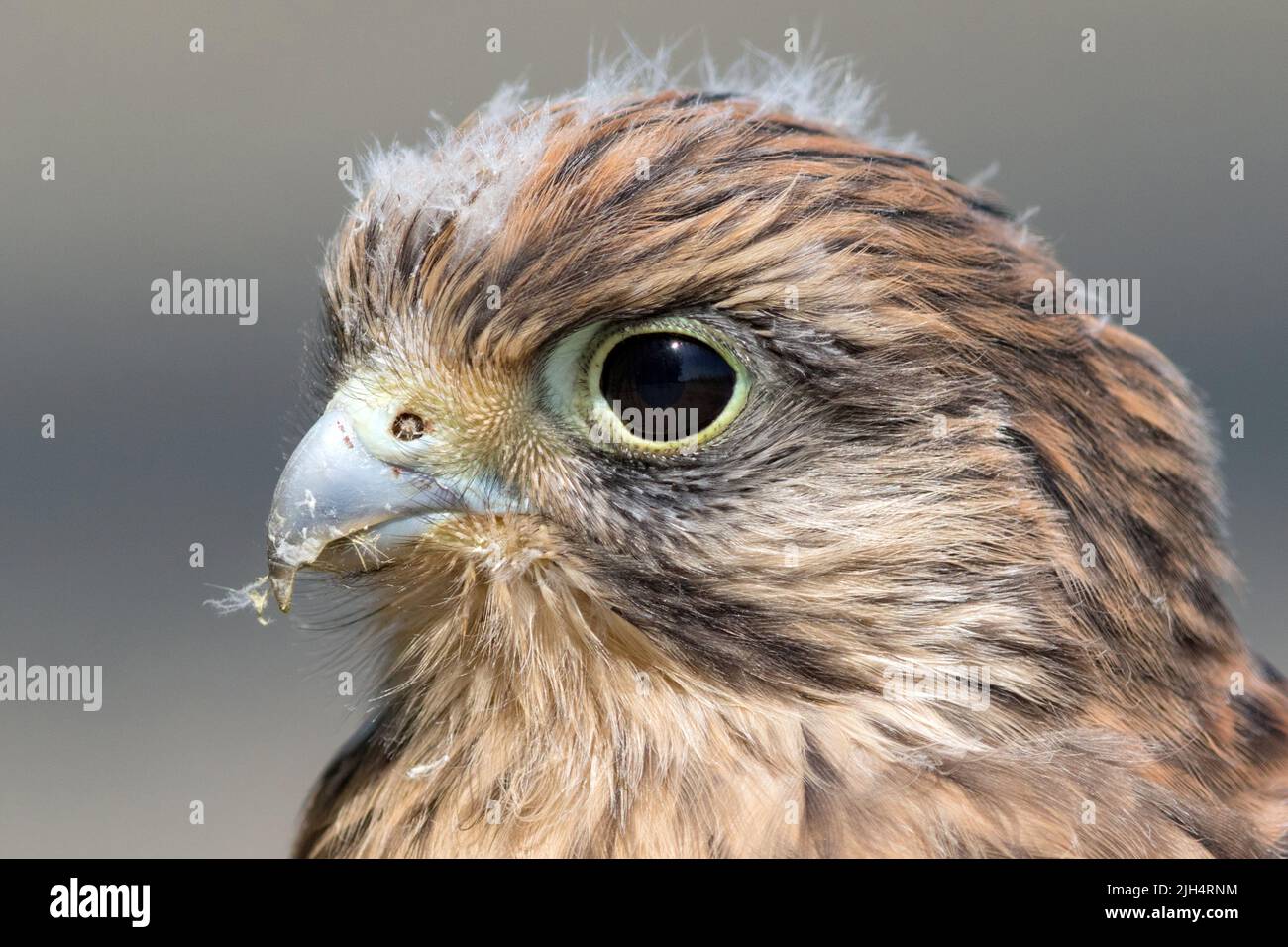 Kestrel européen, Kestrel eurasien, Kestrel ancien monde, Kestrel commun (Falco tinnunculus), femme, portrait, Allemagne Banque D'Images