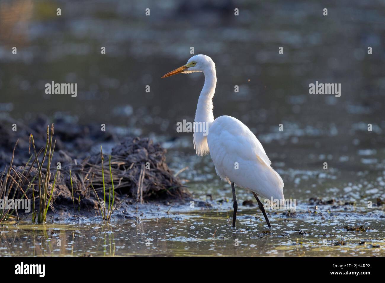 Egret intermédiaire, Edian Egret, petit Egret, Egret à bec jaune (Ardea intermedia), recherche en eau peu profonde, Australie, territoire du Nord, Banque D'Images