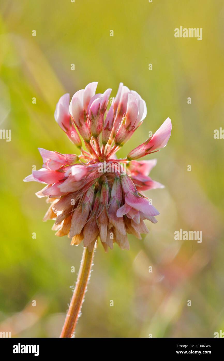 Trèfle blanc (Trifolium repens), inflorescence unique, Allemagne, Rhénanie-du-Nord-Westphalie Banque D'Images