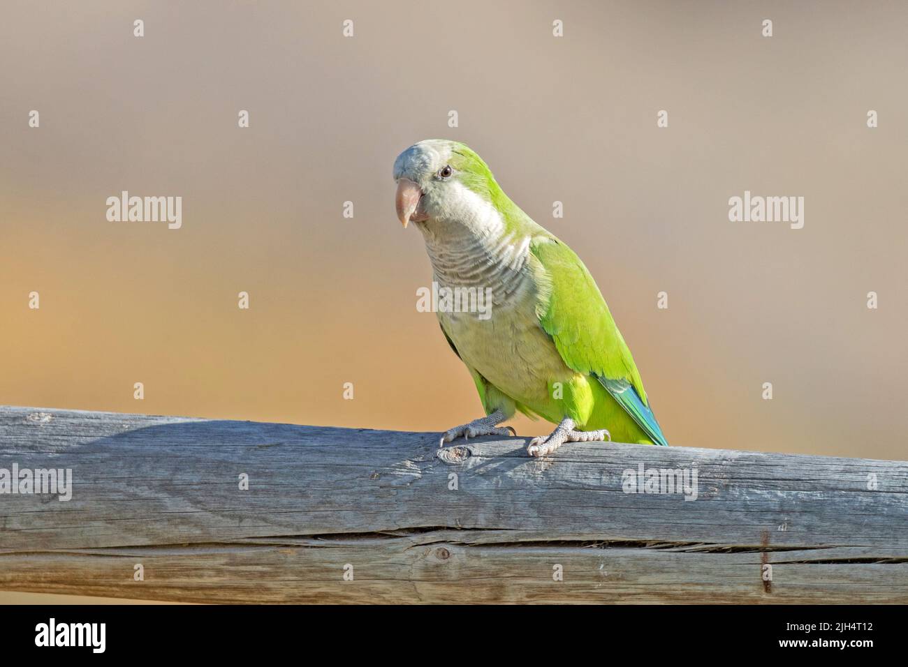 monk parakeet (Myiopsitta monachus), perçant sur une clôture en bois, Brésil, Pantanal Banque D'Images