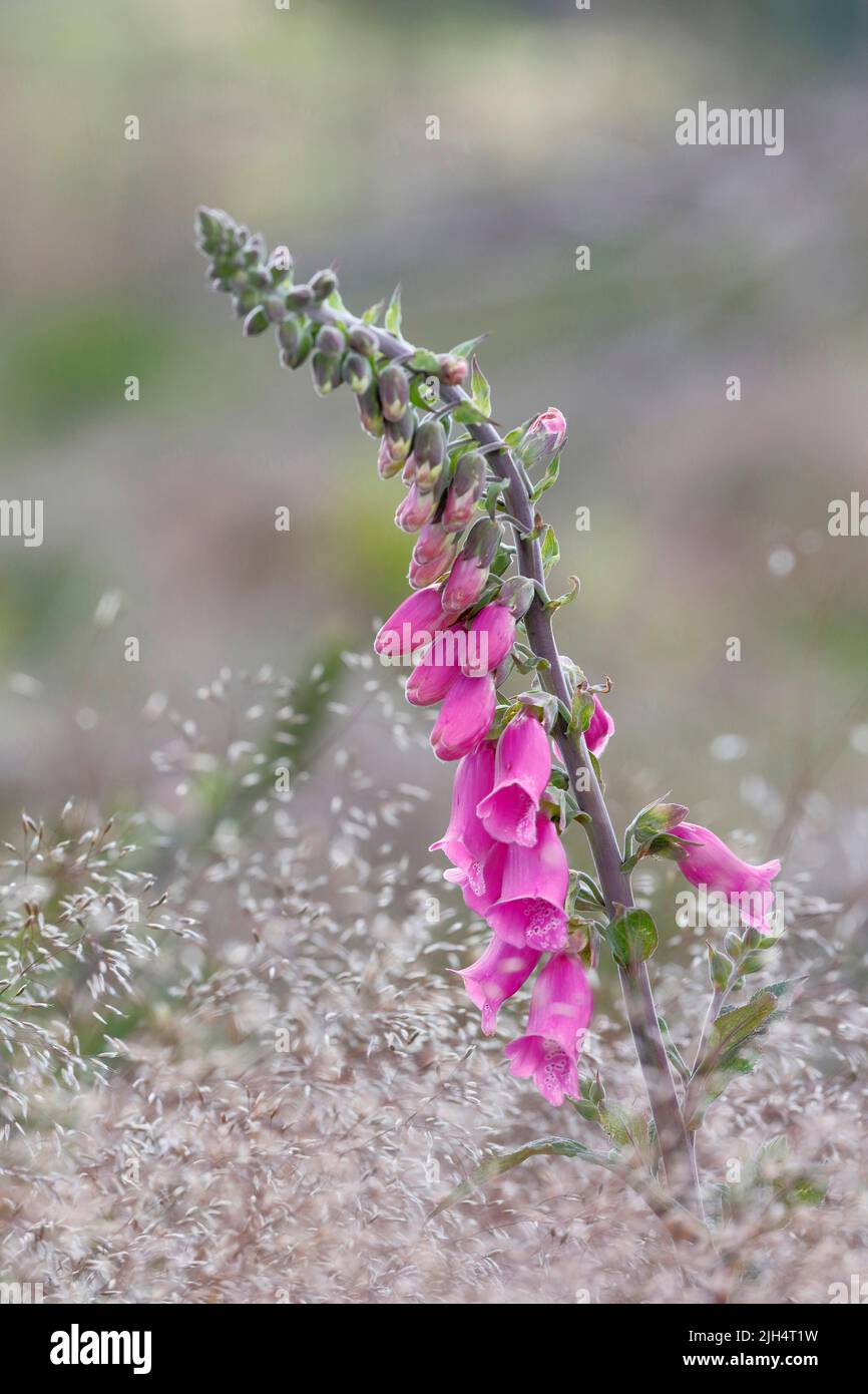 Fuxgant commun, fuxgant violet (Digitalis purpurea), inflorescence, Allemagne, Rhénanie-du-Nord-Westphalie, pays aigre Banque D'Images