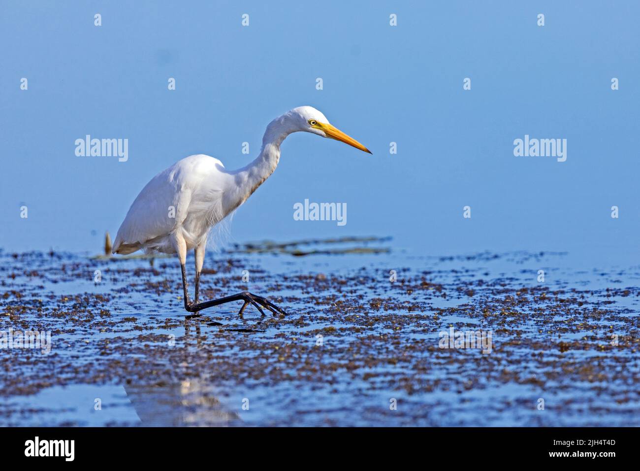 Egret intermédiaire, Edian Egret, petit Egret, Egret à bec jaune (Ardea intermedia), recherche en eau peu profonde, Australie, territoire du Nord, Banque D'Images
