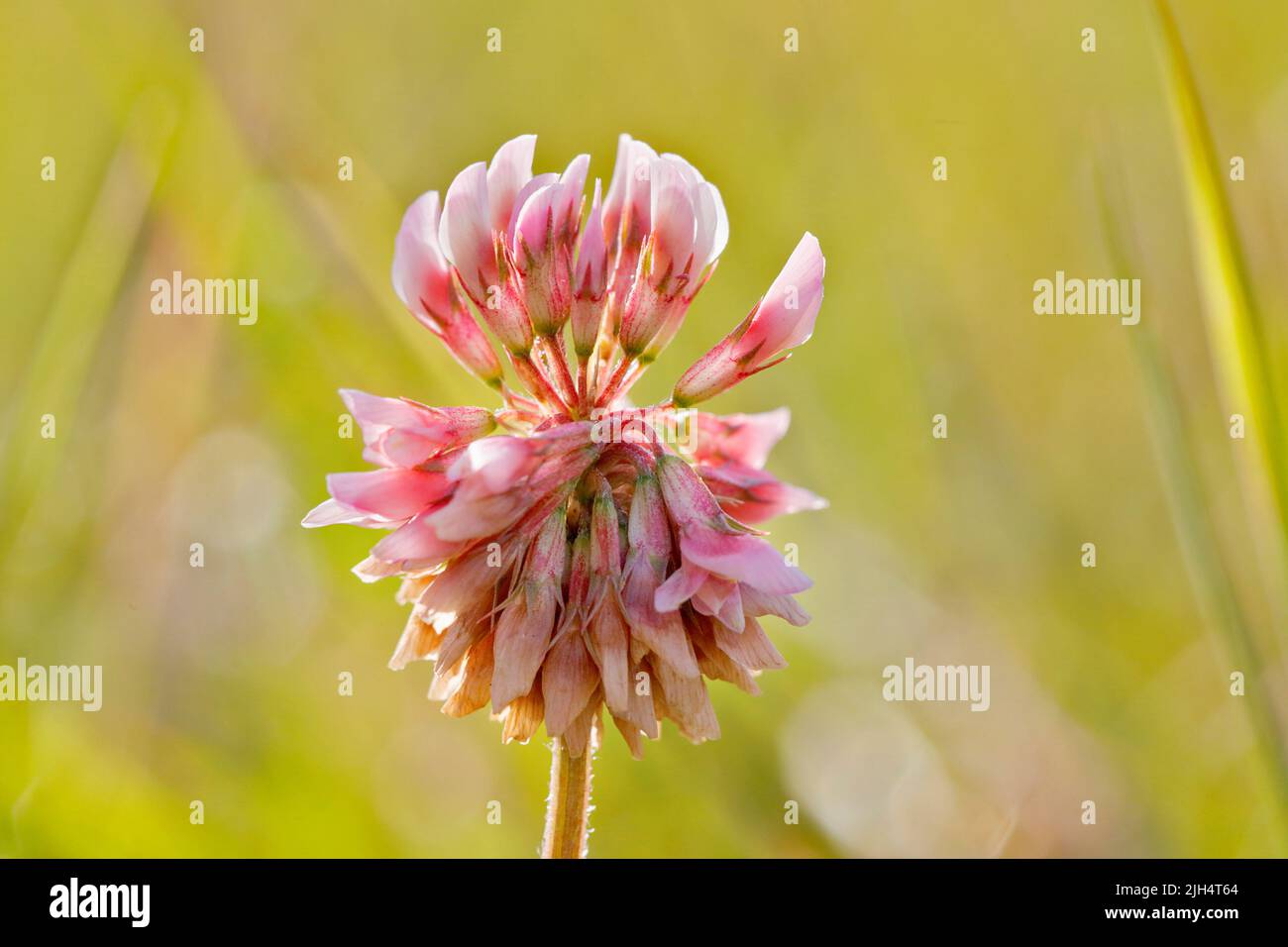 Trèfle blanc (Trifolium repens), inflorescence unique, Allemagne, Rhénanie-du-Nord-Westphalie Banque D'Images