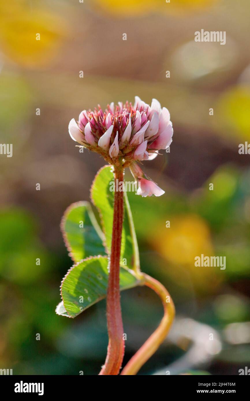Trèfle blanc (Trifolium repens), inflorescence unique et feuille, Allemagne, Rhénanie-du-Nord-Westphalie Banque D'Images