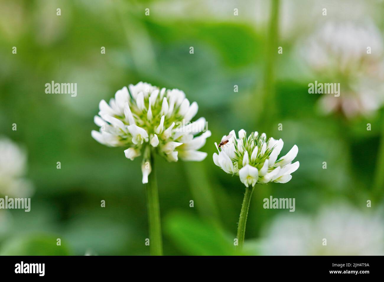 Trèfle blanc (Trifolium repens), deux inflorescences, Allemagne, Rhénanie-du-Nord-Westphalie Banque D'Images