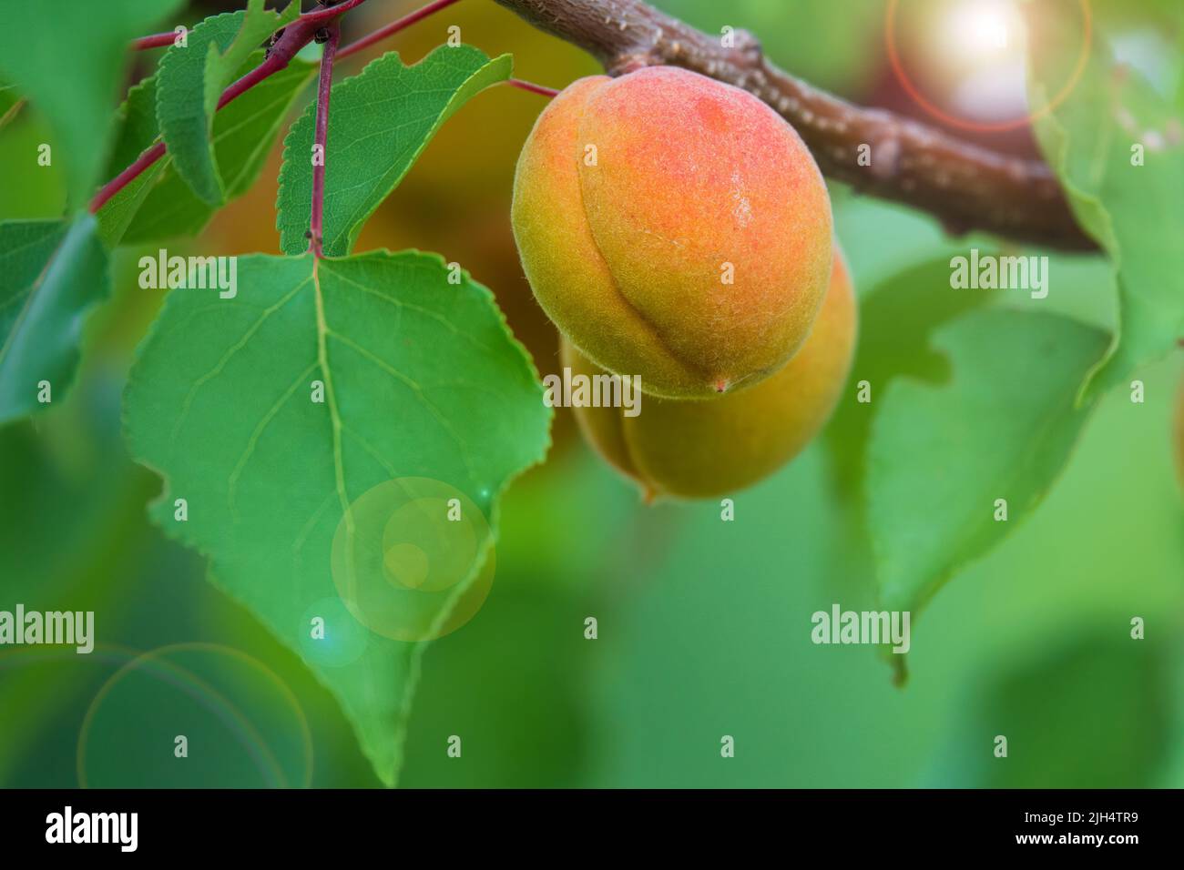 Paire d'abricots mûrs sur la branche de l'abricot avec une lumière du soleil. Récolte estivale sur le verger. Banque D'Images
