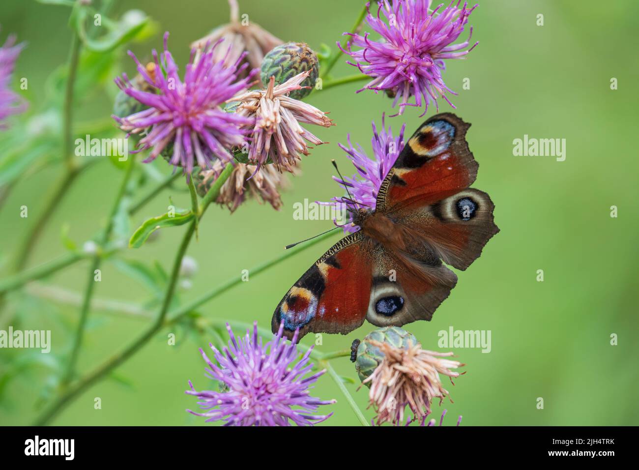 Papillon paon coloré sur les fleurs du terrier. Insecte d'été typique de l'europe Banque D'Images