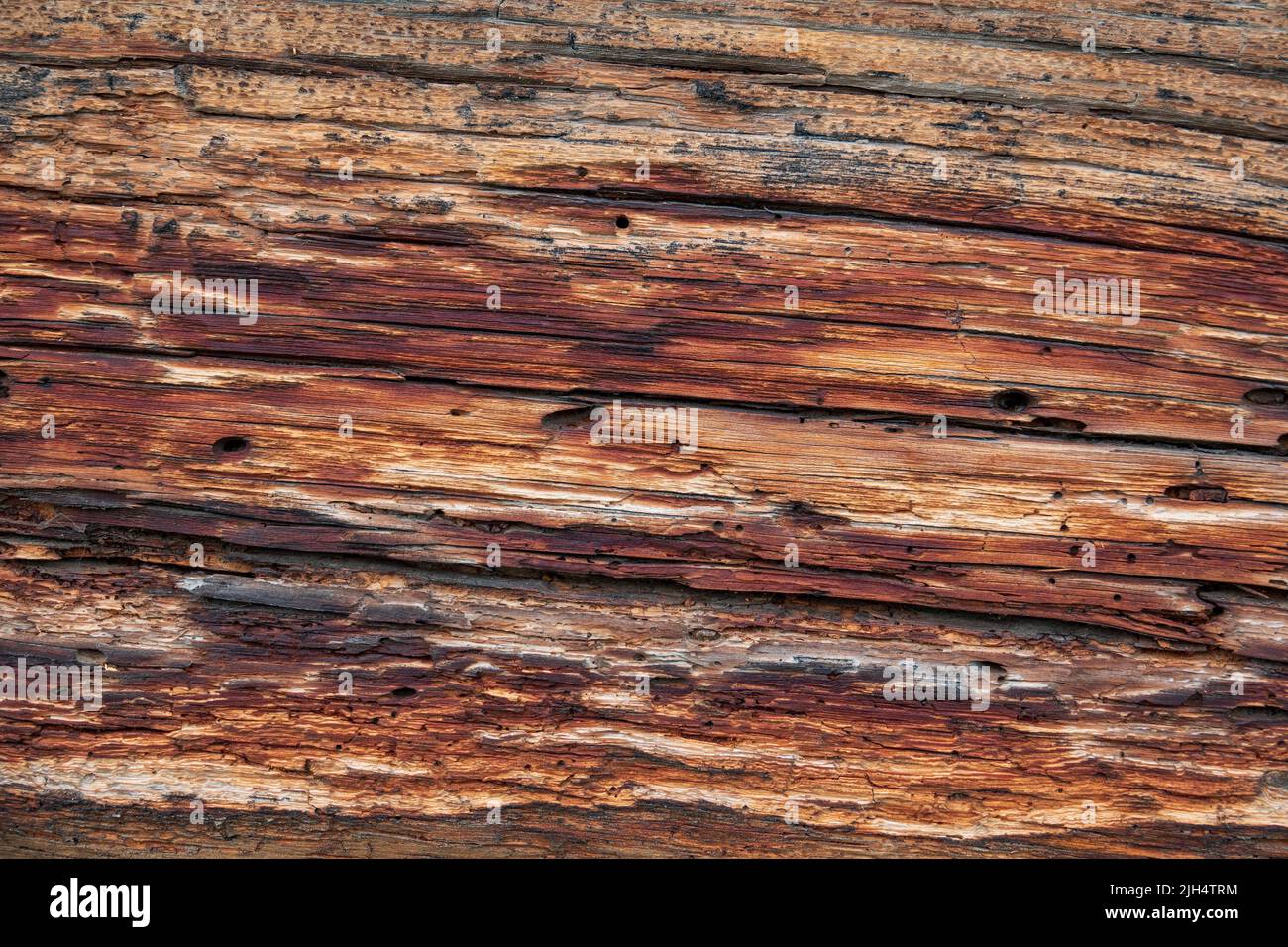 Arrière-plan en bois pourri. Texture naturelle de l'ancienne épinette Banque D'Images